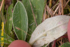 Onderkant blad: Muizenoortjesbladgal (aulacidea pilosellae)